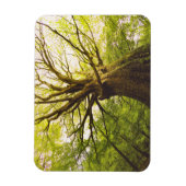 Schöne Buche Magnet (Vertikal)