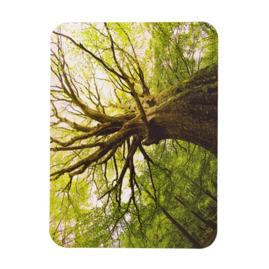 Schöne Buche Magnet (Vertikal)