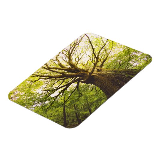 Schöne Buche Magnet (Linke Seite)