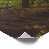 Schöne Buche Poster (Ecke)