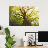 Schöne Buche Poster (Heimbüro)