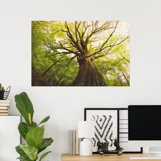 Schöne Buche Poster (Heimbüro)