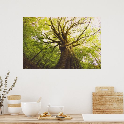 Schöne Buche Poster (Küche)