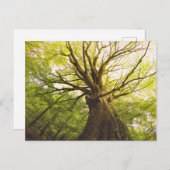 Schöne Buche Postkarte (Vorne/Hinten)