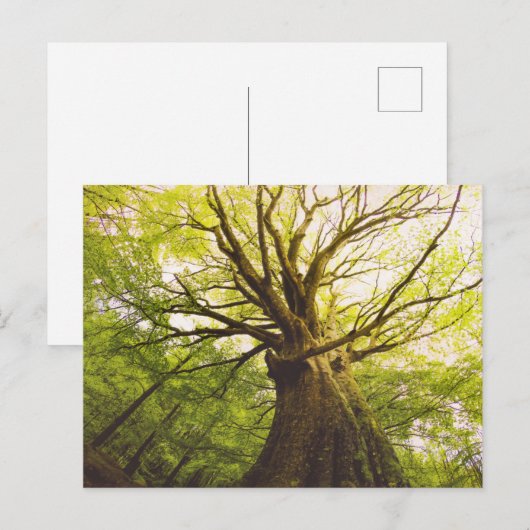 Schöne Buche Postkarte (Vorne/Hinten)