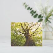 Schöne Buche Postkarte (Stehend Vorderseite)