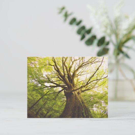 Schöne Buche Postkarte (Stehend Vorderseite)