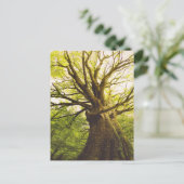 Schöne Buche Postkarte (Stehend Vorderseite)