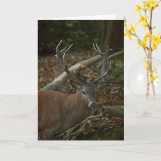 Schöne Buck Fotografie leere Karte (Gelbe Blume)