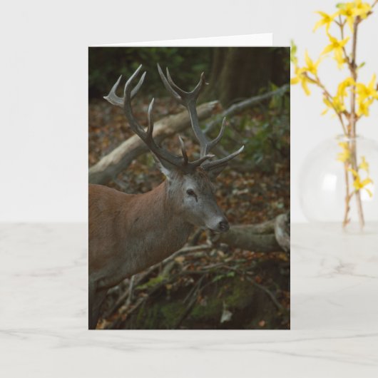 Schöne Buck Fotografie leere Karte (Gelbe Blume)
