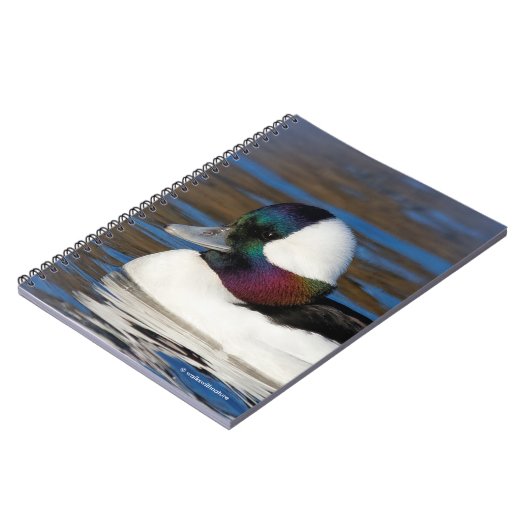 Schöne Bufflehead-Duck am Winterteich Notizblock (Linke Seite)