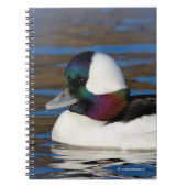 Schöne Bufflehead-Duck am Winterteich Notizblock (Vorderseite)