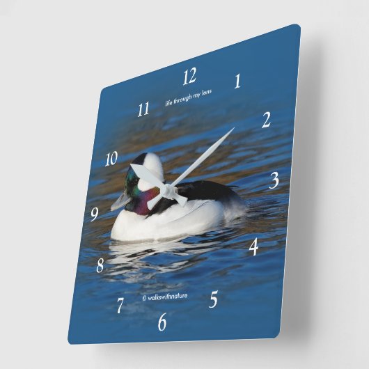 Schöne Bufflehead-Duck am Winterteich Quadratische Wanduhr (Winkel)
