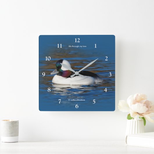 Schöne Bufflehead-Duck am Winterteich Quadratische Wanduhr (Zuhause)