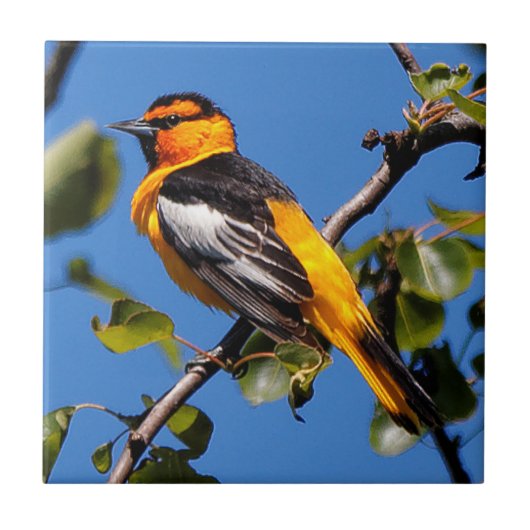 Schöne Bullock's Oriole der Birne Fliese (Vorderseite)