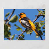 Schöne Bullock's Oriole der Birne Postkarte (Vorderseite)