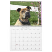 Schöne Bullys 2020 Hundekalender Kalender (Jan 2026)