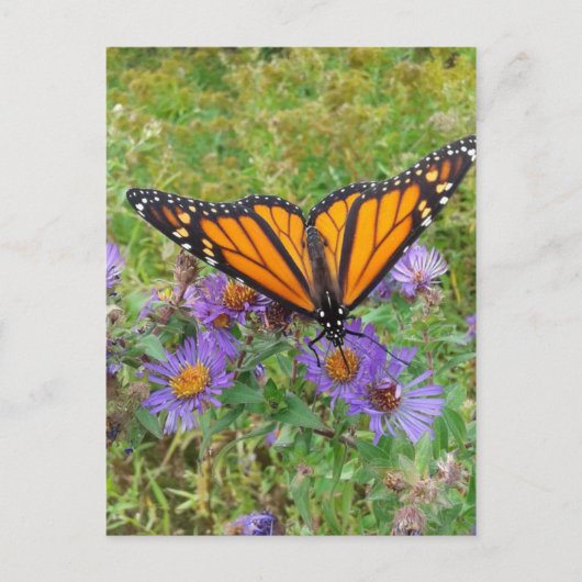 Schöne Butterfly auf Cornblumen Postkarte (Vorderseite)