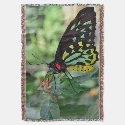 Schöne Butterfly Decke (Vorderseite Vertikal)