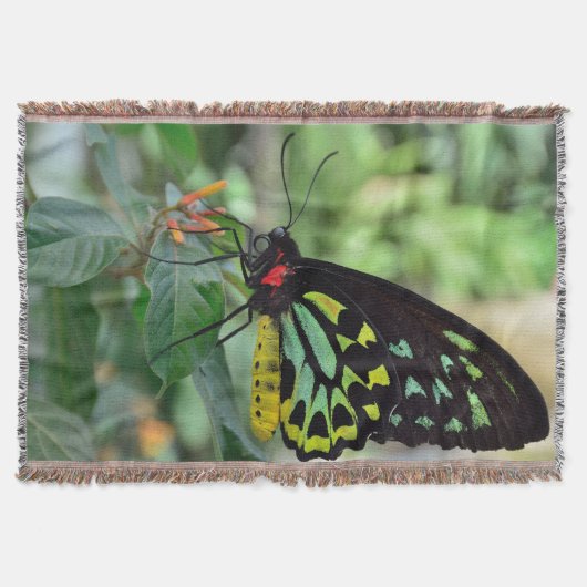 Schöne Butterfly Decke (Vorderseite)