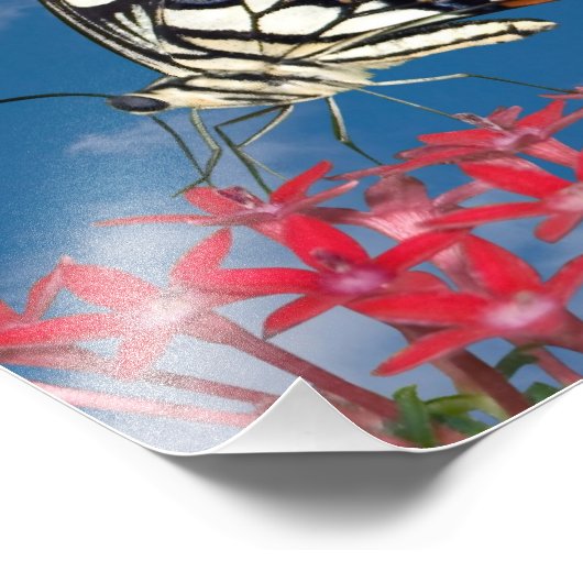 Schöne Butterfly Fotodruck (Ecke)