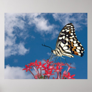 Schöne Butterfly Poster