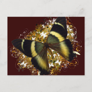 Schöne Butterfly Postkarte