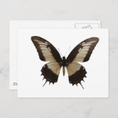 Schöne Butterfly Postkarte (Vorne/Hinten)
