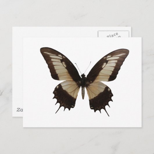 Schöne Butterfly Postkarte (Vorne/Hinten)