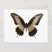 Schöne Butterfly Postkarte (Vorderseite)