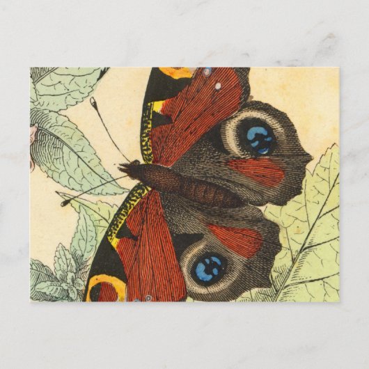 Schöne Butterfly Postkarte (Vorderseite)