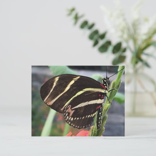Schöne Butterfly Postkarte (Stehend Vorderseite)