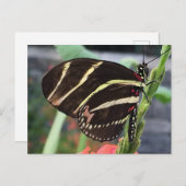 Schöne Butterfly Postkarte (Vorne/Hinten)