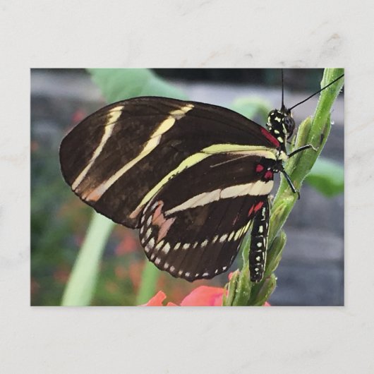 Schöne Butterfly Postkarte (Vorderseite)