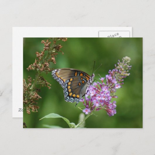 SCHÖNE BUTTERFLY POSTKARTE (Vorne/Hinten)