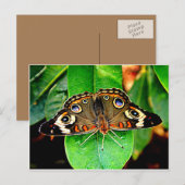 Schöne Butterfly-Postkarte Postkarte (Vorne/Hinten)