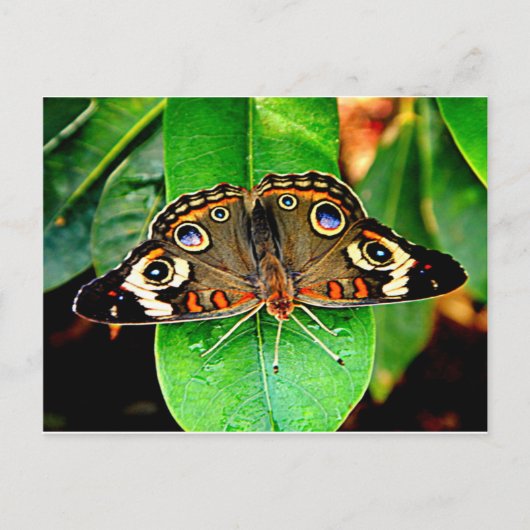 Schöne Butterfly-Postkarte Postkarte (Vorderseite)