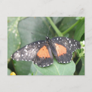 Schöne Butterfly-Postkarte Postkarte