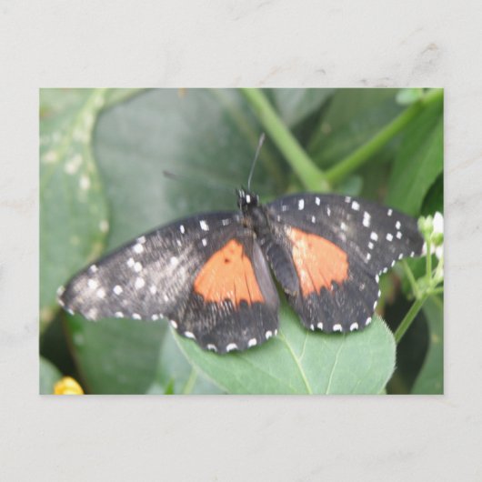 Schöne Butterfly-Postkarte Postkarte (Vorderseite)