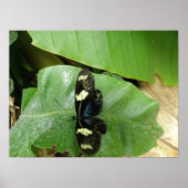 Schöne Butterfly Print Poster (Vorne)