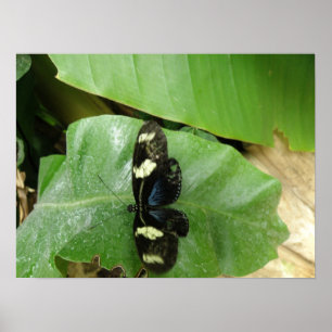 Schöne Butterfly Print Poster