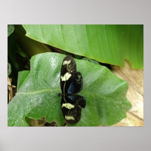 Schöne Butterfly Print Poster (Vorne)