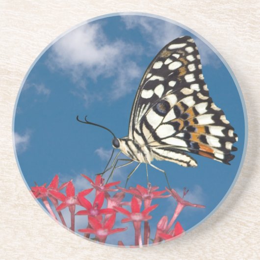 Schöne Butterfly Sandstein Untersetzer (Vorne)