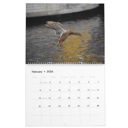 Schöne Captures Kalender (Feb 2026)