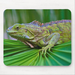 Schöne Chamäleon-Mauspad Mousepad