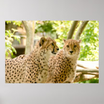 Schöne Cheetah Beautiful Cat Foto Poster