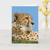 Schöne Cheetah - Grußkarte Karte (Gelbe Blume)