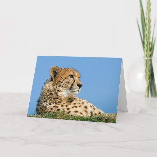 Schöne Cheetah Grußkarte. Karte (Vorderseite)
