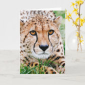Schöne Cheetah Grußkarte Karte (Gelbe Blume)