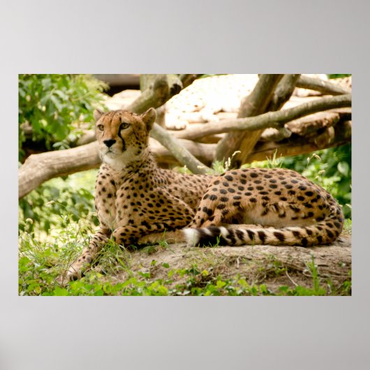 Schöne Cheetah Schönes Cat Foto Poster (Vorne)